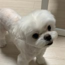 아키하바라에서 헌헌과 은혼의 흔적을 찾아 헤매다
