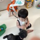 강아지를 부탁해(돌봄) 이미지