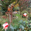 파인트리하우스 이미지