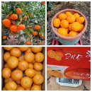 효돈동-1 이미지