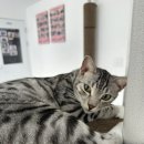 냥이는꿀꿀 이미지