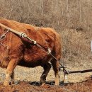 우보만리 이미지