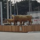 솔향기영농조합법인 이미지