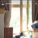 강아지의 하루 이미지