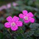 삽재농장 이미지