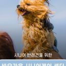 바우라움동물병원 네이버블로그