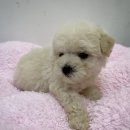 펫파크 동백점 이미지