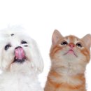 정산동물병원 이미지