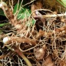 지장사지 이미지