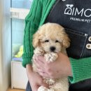 부산강아지분양 디몽 광안리본점 이미지