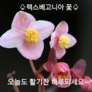 렉스베고니아 꽃♡ 이미지