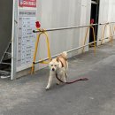 백수농협앞게시대 | 엄마랑 4월 제주도 동쪽 여행코스 1️⃣ 1,2일차 월정리