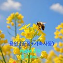 양지-17 이미지