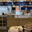 펫츠밀 | [로얄테일즈] 프리미엄 강아지 유모차 구매후기 – 글로리아 일체형 스탠다드 베이지 실사용 후기