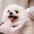 해피동물병원 이미지