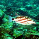 체커드 스내퍼(Checkered snapper) 이미지