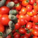 은옥농장 이미지