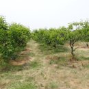 오석농장 이미지