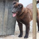 깜순이농장 이미지