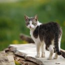 현대 강아지＆고양이 이미지