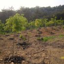 늘푸른 농장 이미지