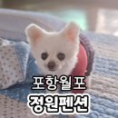 이마트24 포항 대이로점 | 포항펜션 애견동반숙소 포항월포정원펜션 강아지랑 뚜벅이여행 후기