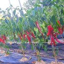 사림농장 이미지