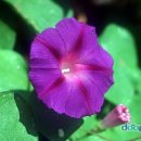 소리나팔꽃 이미지