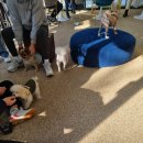 업독라이프 이미지