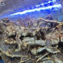 노량진수산시장 맛집 끝판왕🐟 대게부터 모듬회까지 대원수산 리얼 후기!