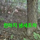 천마약초