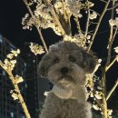 성곡천 | 안동 성곡천 벚꽃 개화현황 안동 용상동 벚꽃 안동 용상동 산책