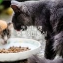 커뮤니캣 고양이 호텔&미용실 이미지