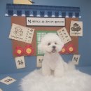 도도애견샵 | 안산 애견샵 추천 푸들 알로페시아 관리 가위컷 저자극 미용 후기