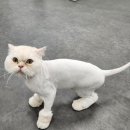 도리앤펫 이미지