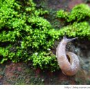 달팽이 이미지