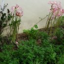 대자연농원 이미지