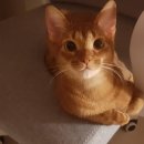 미용하개 | 인천 팻랜드 애완동물 용품 전문점 후기