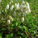 초롱꽃공원 이미지