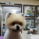 애견미용 이미지