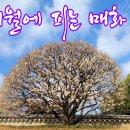 매화1공원 이미지