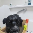 다솜애견미용실 이미지