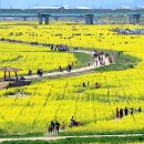 낙동강관리본부 대저생태공원 6 이미지