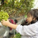 톡! 하고 터지는 달콤함 💚햇살반의 샤인머스켓 따기 체험 🍇 -1 이미지