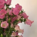 장미꽃떡볶이&라면부천범박점 | 5월 이야기 (청첩장 모임 / 본식가봉 / 2부 드레스 피팅 / 신도림 라마다 결혼식 / 시흥 소전미술관...