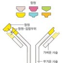 림프종과 항체 이미지