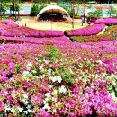 철쭉동산 이미지