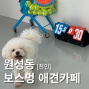 보스멍 | 실내외 모두 가능한 천안 애견카페 원성동 보스멍 후기