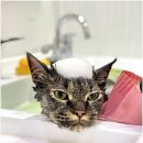 부산고양이미용&호텔 무냥무냥 대연점 이미지