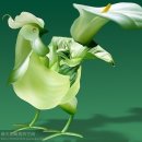 꽃보다닭 이미지